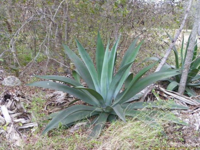 agave americana