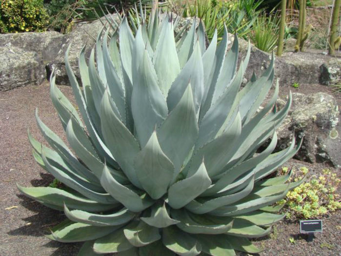 agave cupreata .