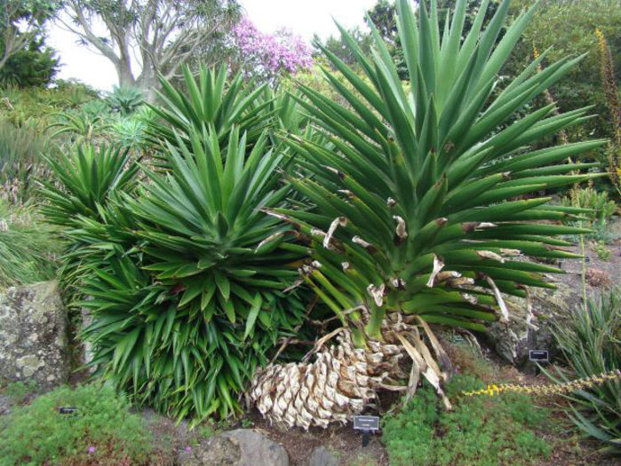 agave decipiens