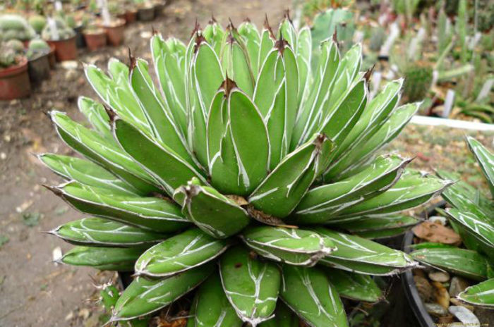 agave victoriae reginae