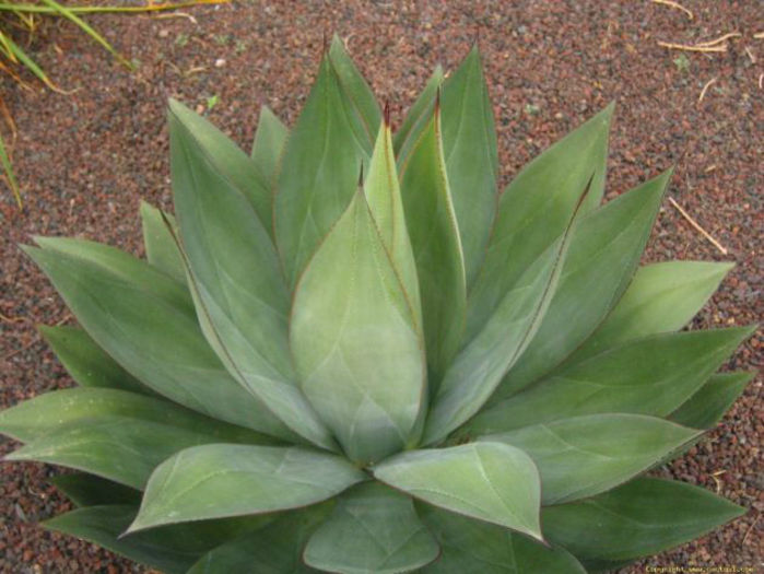 agave_obscura_3-t1