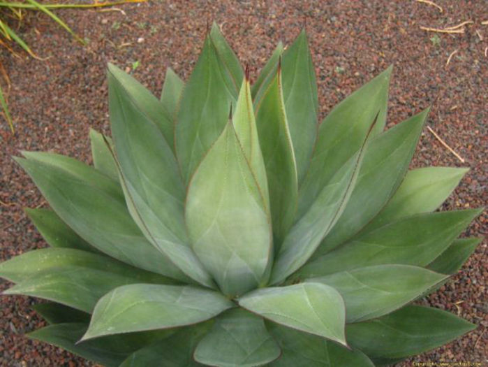 agave_obscura_3-t1 - minuni ale naturi create de dumnezeu 6