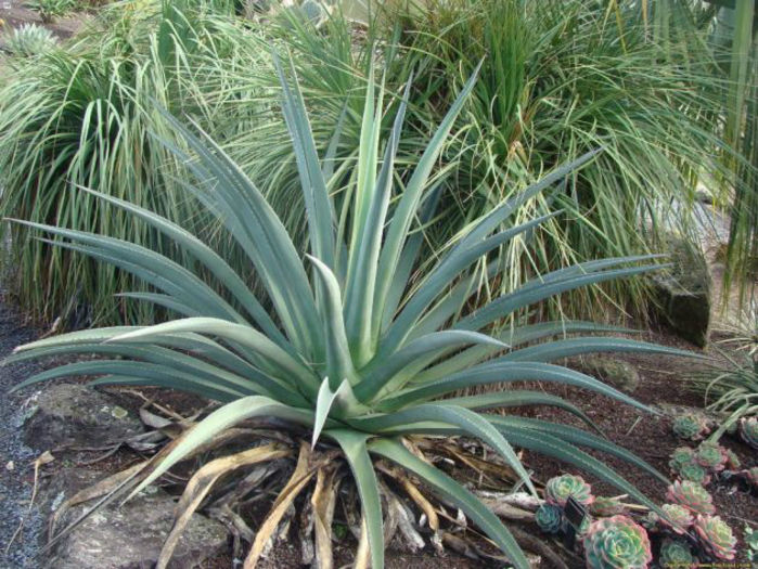 agave_palmeri_3-t1