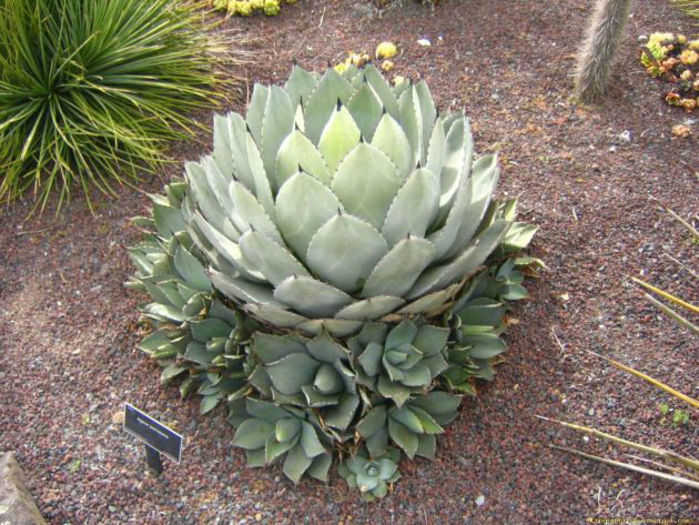 agave_parrasana_2-t1 - minuni ale naturi create de dumnezeu 6