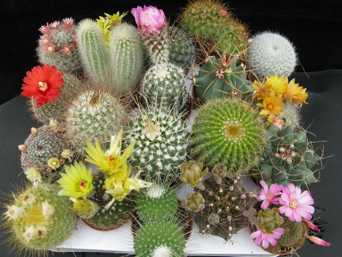 cactus,cactus_wallpaper,cactusi,cactus_foto,poze_cactusi,imagini_cactus_(4) - minuni ale naturi create de dumnezeu 6