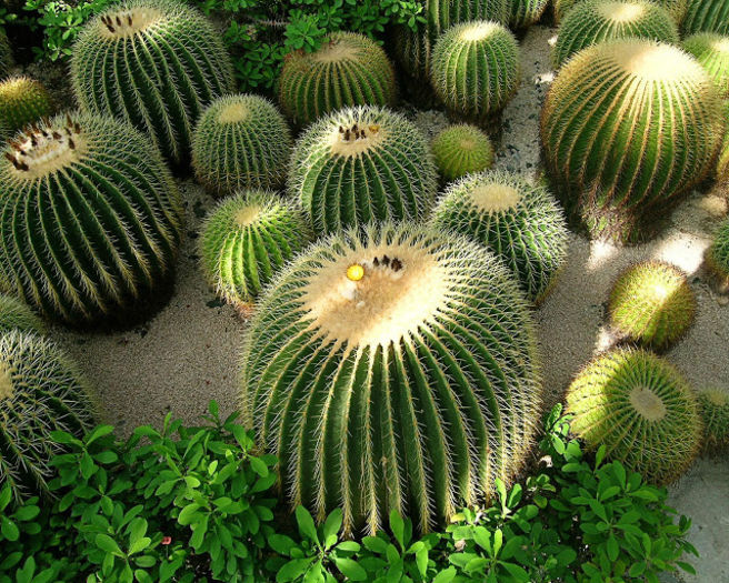 cactus,cactus_wallpaper,cactusi,cactus_foto,poze_cactusi,imagini_cactus_(7) - minuni ale naturi create de dumnezeu 6