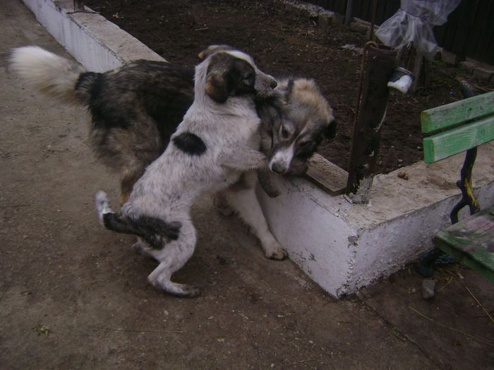 LA JOACA; CIOBANESC CARPATIN SI CIOBANESC DE BUCOVINA
