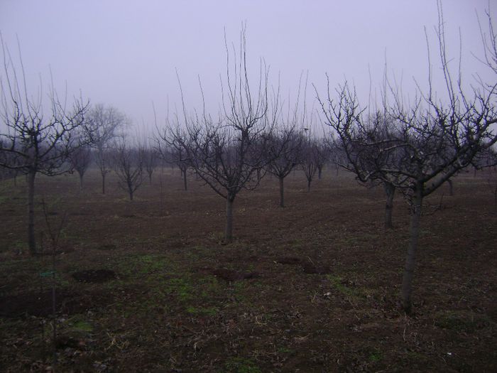 DSC01644 - POMI FRUCTIFERI