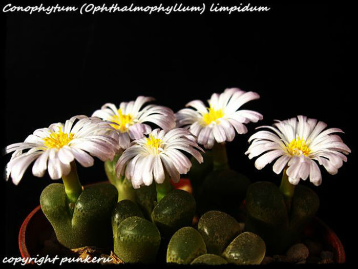 conophytum limpidum - minuni ale naturii create de dumnezeu 7