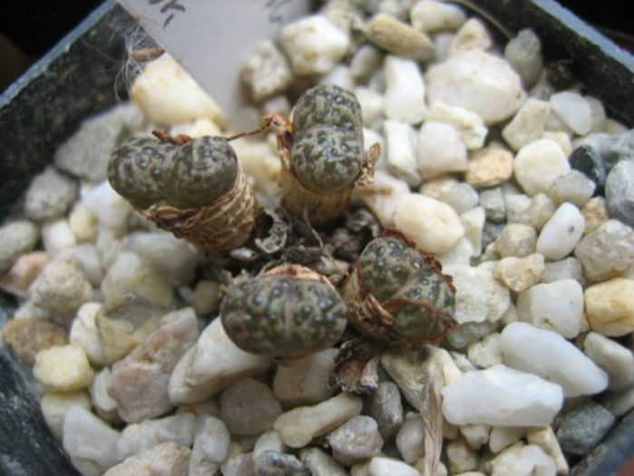 conophytum pellucidum - minuni ale naturii create de dumnezeu 7