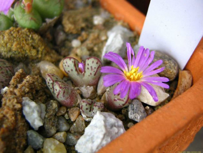 conophytum tantillum - minuni ale naturii create de dumnezeu 7