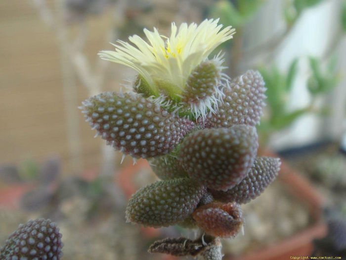 delosperma_echinatum1