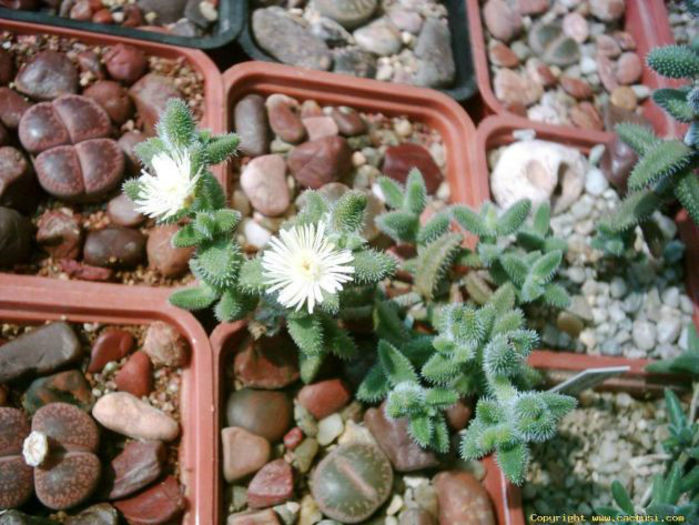 delosperma echinatum