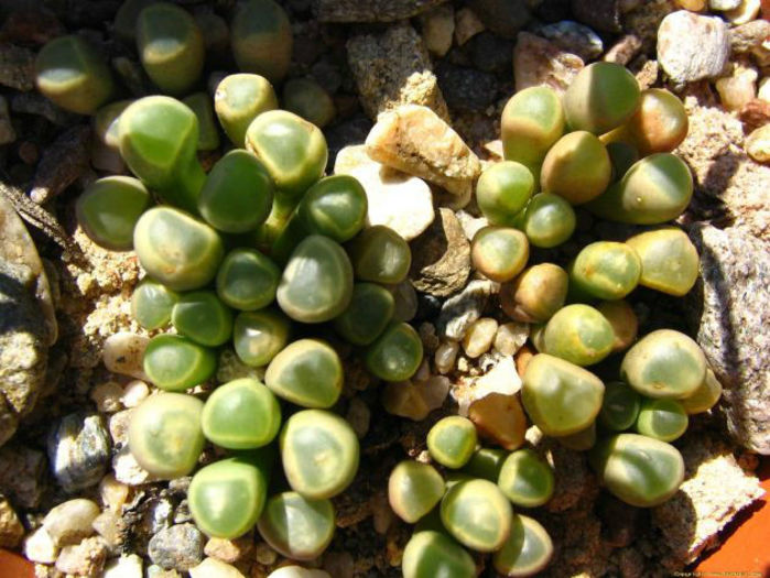 fenestraria rhopalophylla - minuni ale naturii create de dumnezeu 7