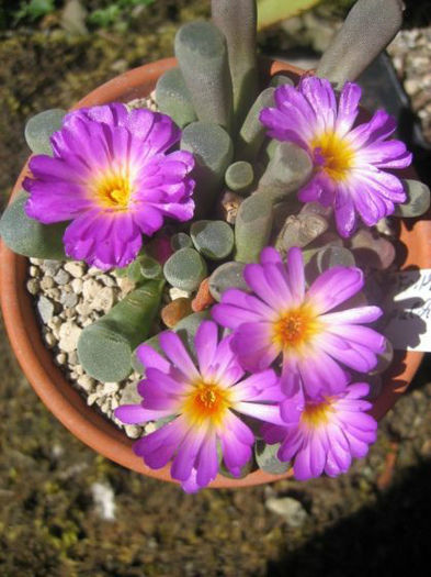 frithia pulchra