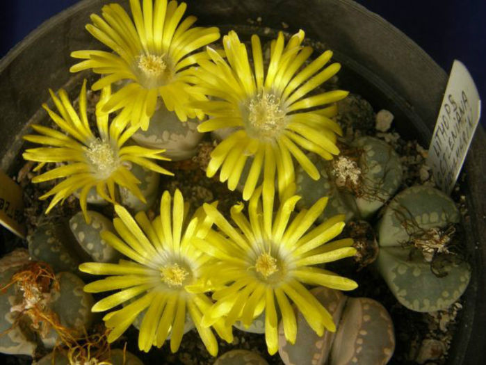 lithops otzeniana - minuni ale naturii create de dumnezeu 7