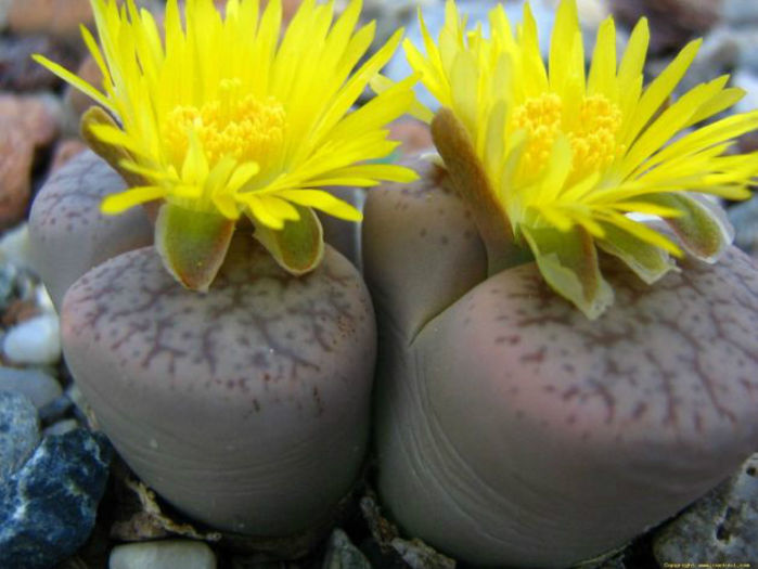 lithops pseudotruncatella