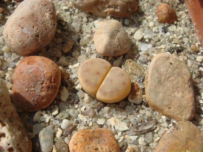 lithops_dinteri_subsp__dinteri_var__dinteri-t1 - minuni ale naturii create de dumnezeu 7