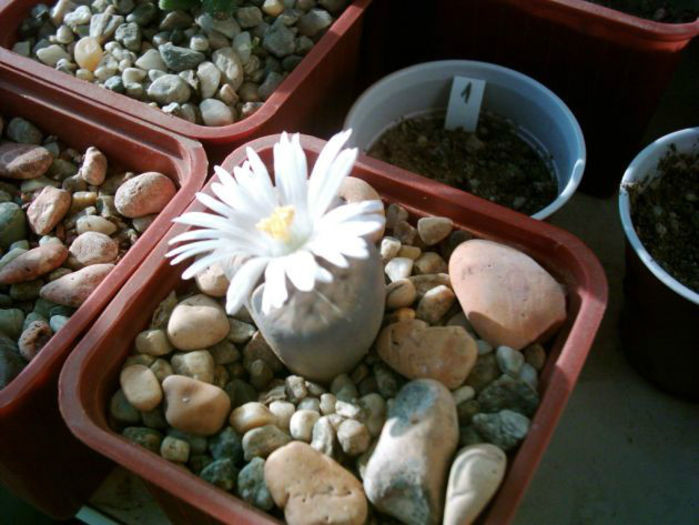 lithops_karasmontana_subsp__eberlanzii20_oct-t1 - minuni ale naturii create de dumnezeu 7