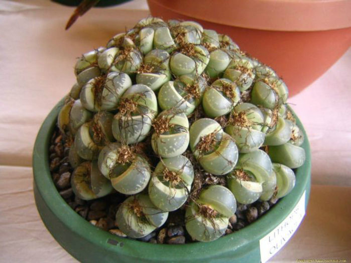 lithops_olivacea_janper-t1 - minuni ale naturii create de dumnezeu 7