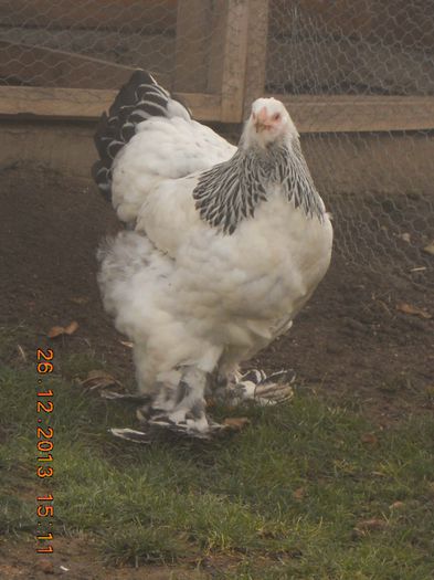 http:mariusvinga.sunphoto.ro