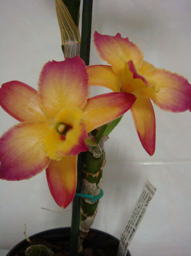 DSC07325 - Dendrobium Oriental Smile Fantasy