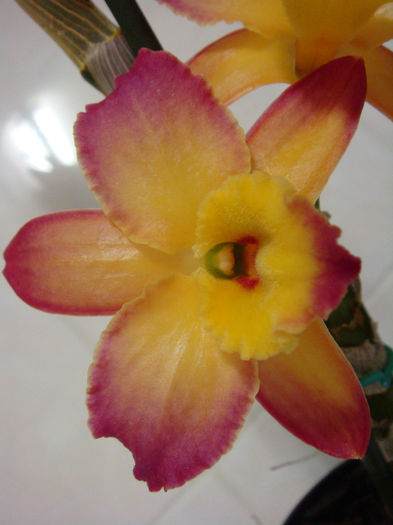 DSC07319 - Dendrobium Oriental Smile Fantasy