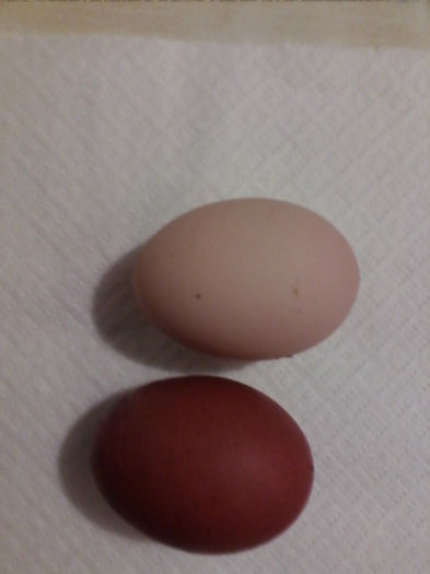 ou marans - primul ou marans