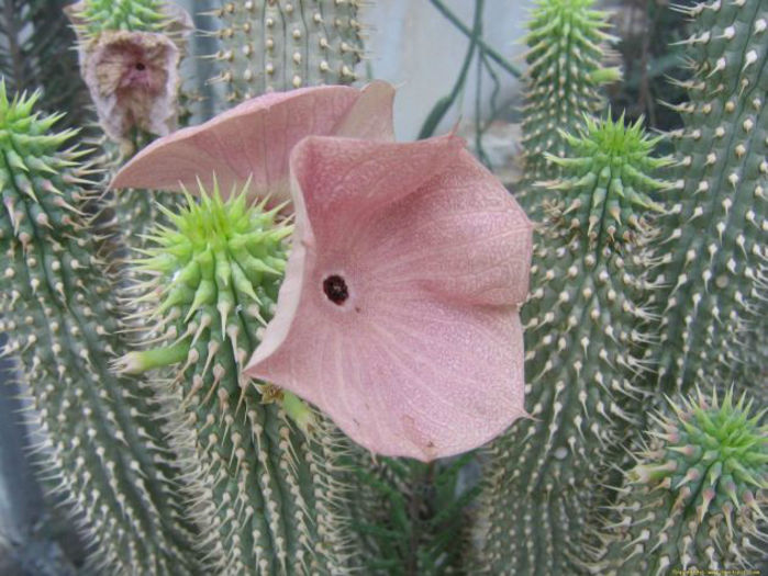 hoodia gordonii