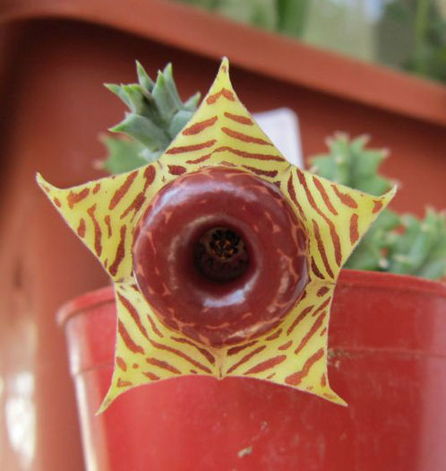 huernia  insigniflora