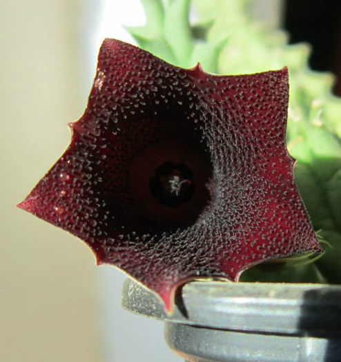 huernia keniensis