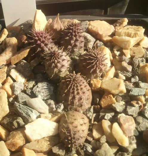 huernia  kennediana .