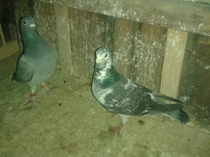 20140102_164422 - porumbei 2014