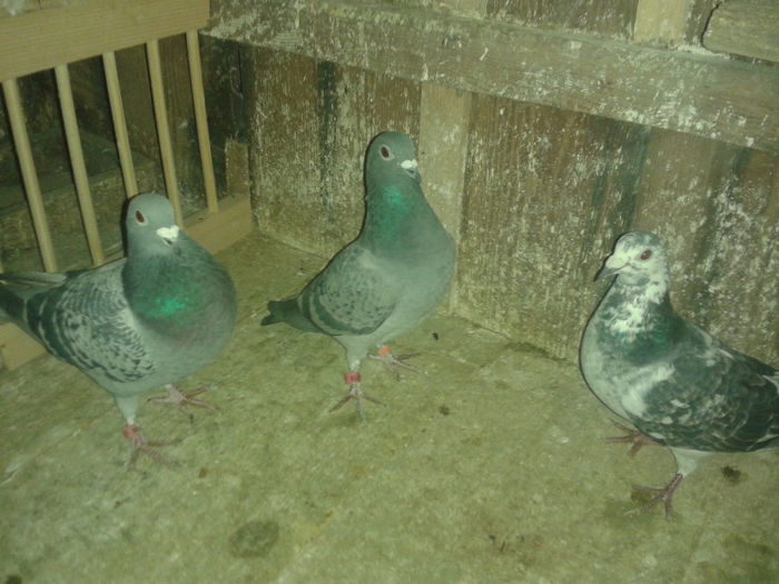 20140102_164428 - porumbei 2014