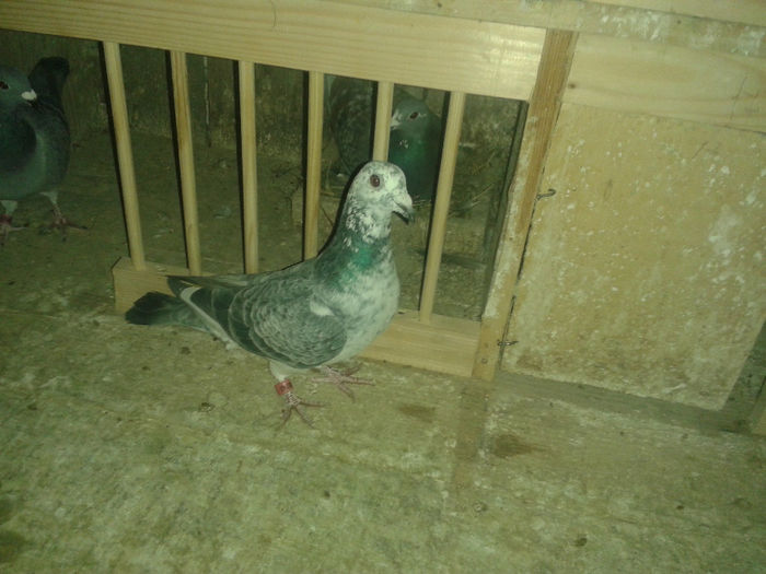 20140102_164434 - porumbei 2014