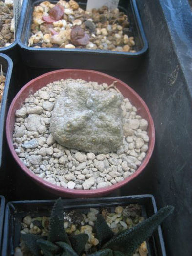pseudolithos cubiformis