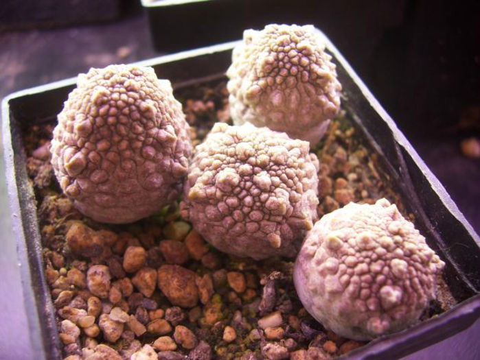 pseudolithos migiurtinus