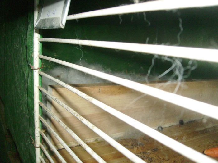 Primul cuib de Neozeelandez iar taticul este (cu ajutorul lui COSMANTIN) campionul national 2013 de 