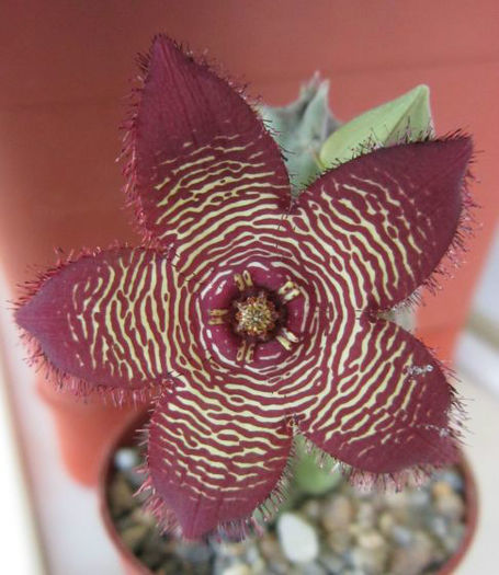 stapelia  revoluta var tigrida