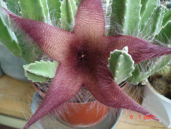 stapelia grandiflora