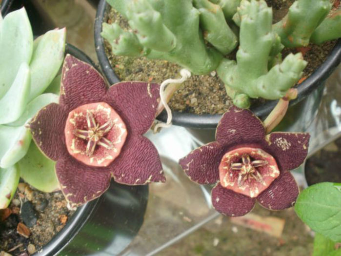stapelia variegata  1