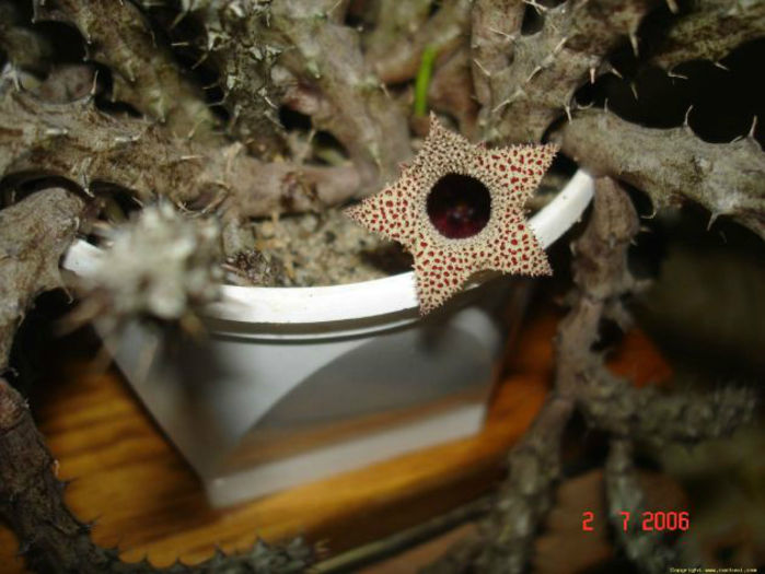 stapelianthus  decaryi