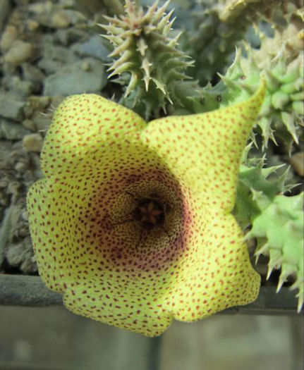 tavarensis angolensis