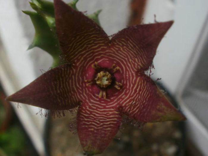 tromotriche revoluta var tigrida