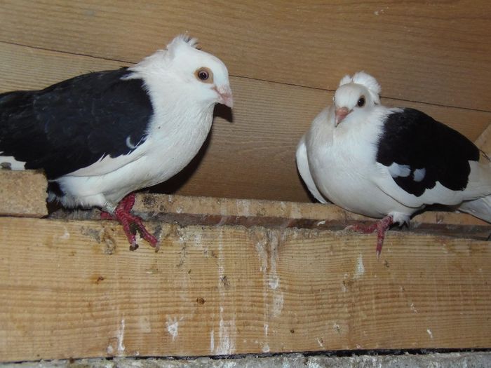 PB223759 - Matca boxani si cazaci