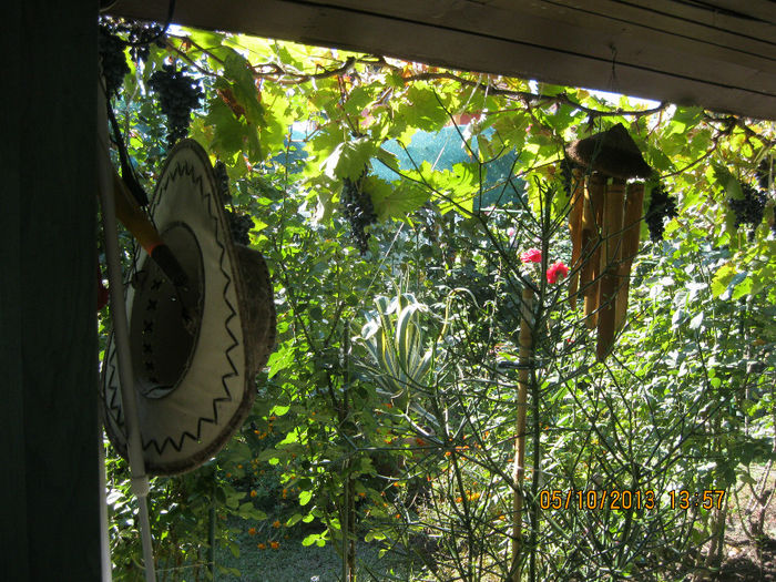 IMG_7072 - Gradina mea TOAMNA