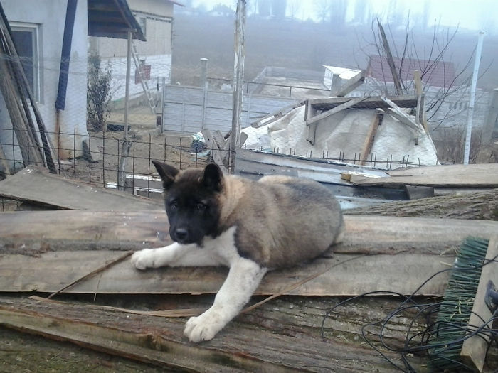 2014-01-07 09.22.44 - AKITA AMERICAN