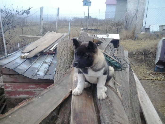 2014-01-07 09.24.09 - AKITA AMERICAN