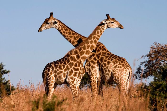 45796 - Girafe