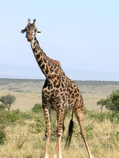 Girafe_Kenya - Girafe